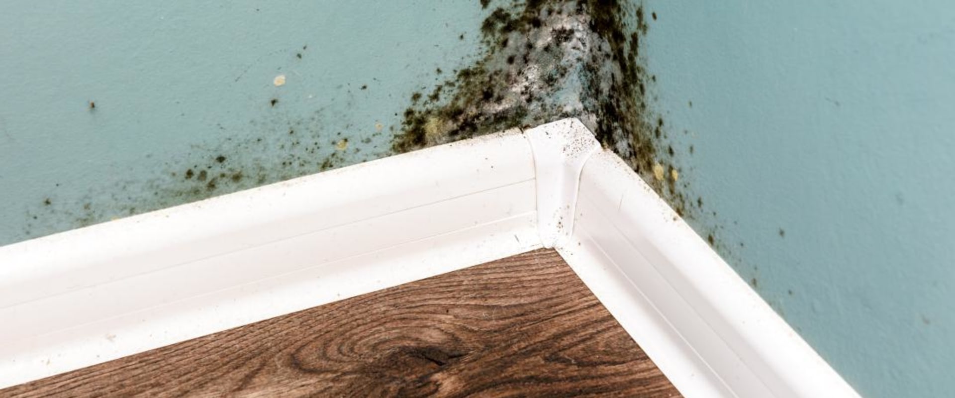 Can You Live Safely In A House With Mold 